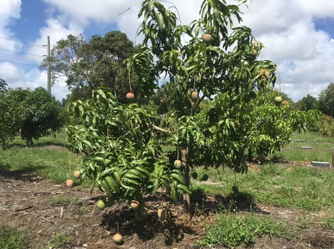 Live Kent Mango Plant, 3 Gal Pot, 2–3 Ft Tall, No Shipping to CA, HI, PR, GU, AK