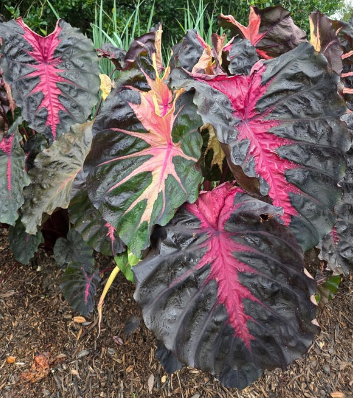 Colocasia Redemption Plant – 5-10″ Tal – Dark Red Elephant Ear Tropical Plant