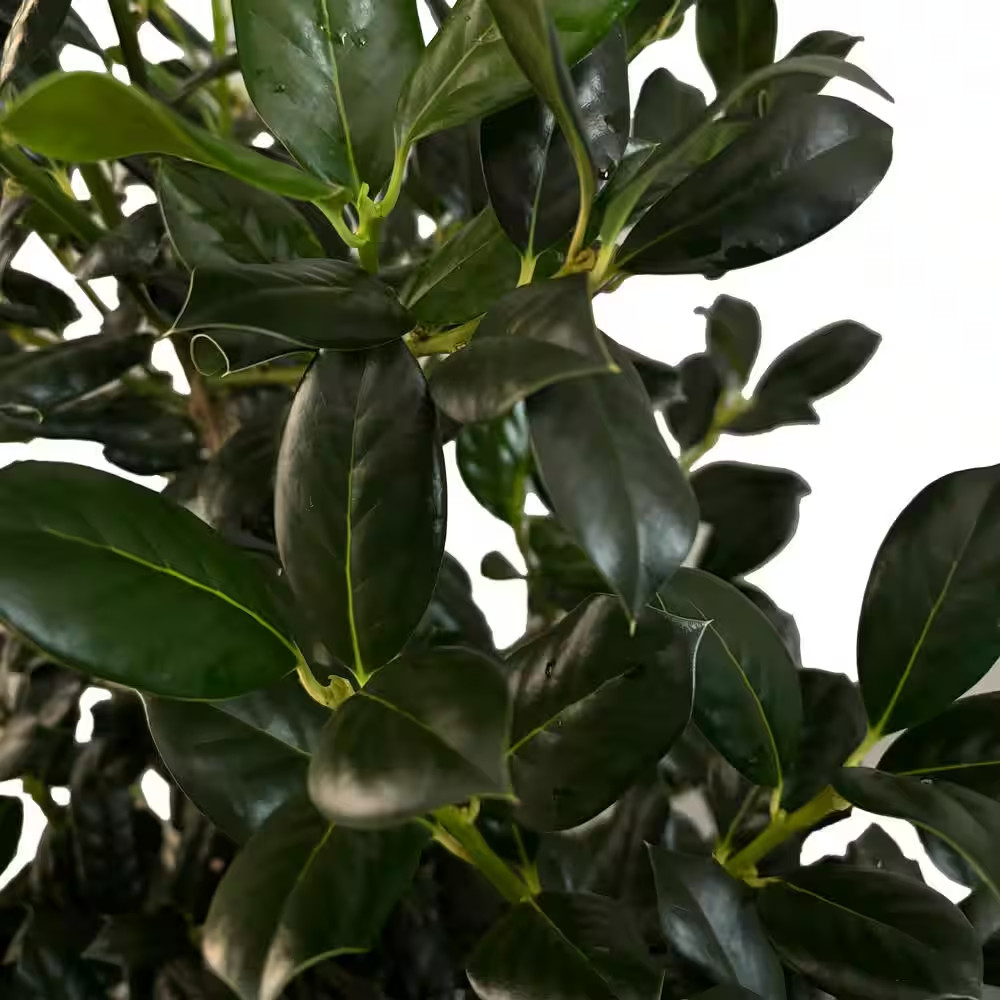 7 Gal. Nellie R. Stevens Holly Shrub with Dark Green Foliage