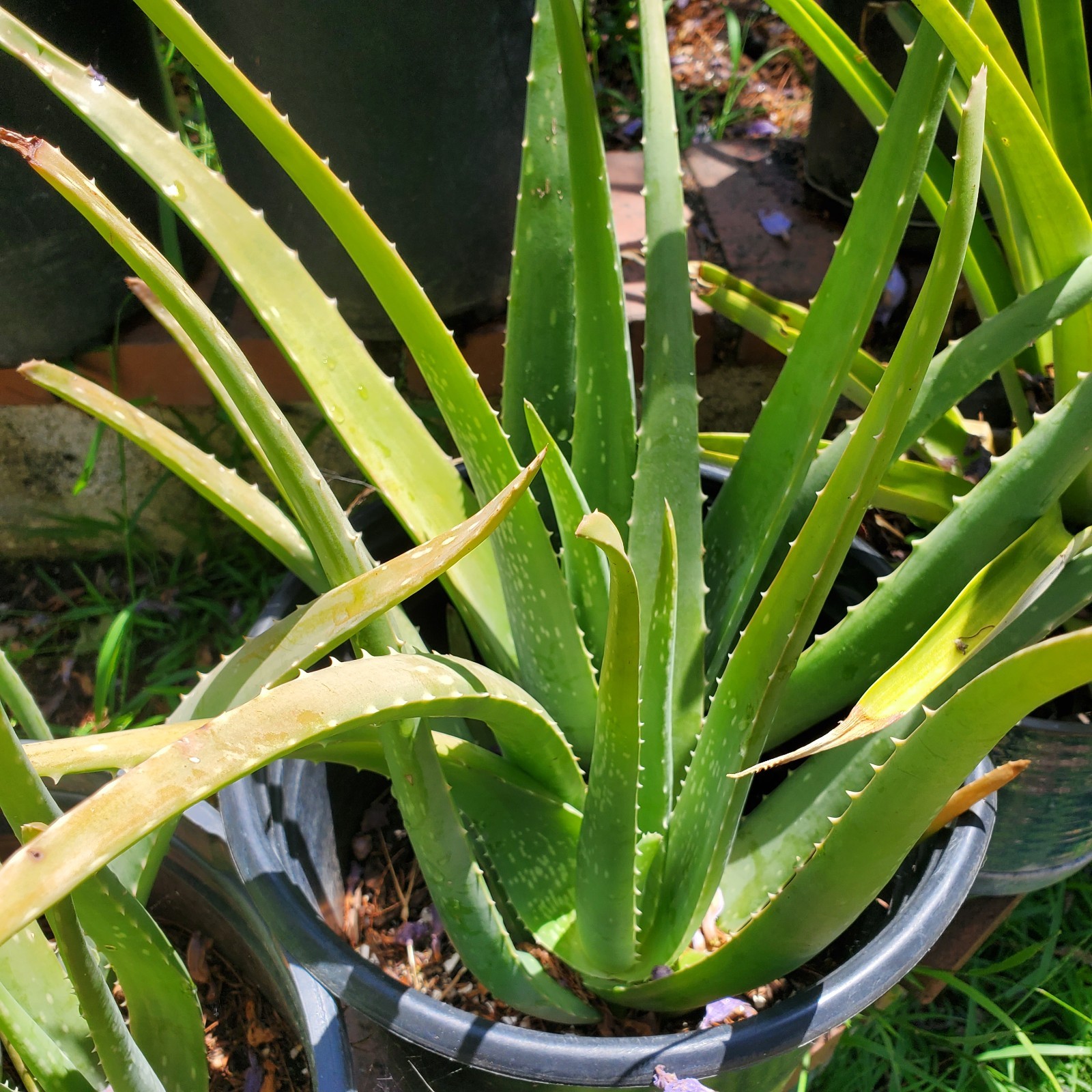 3 Rooted Aloe Vera Pups ~2″ Tall – Live Succulent Plants – Easy Care & Medicinal