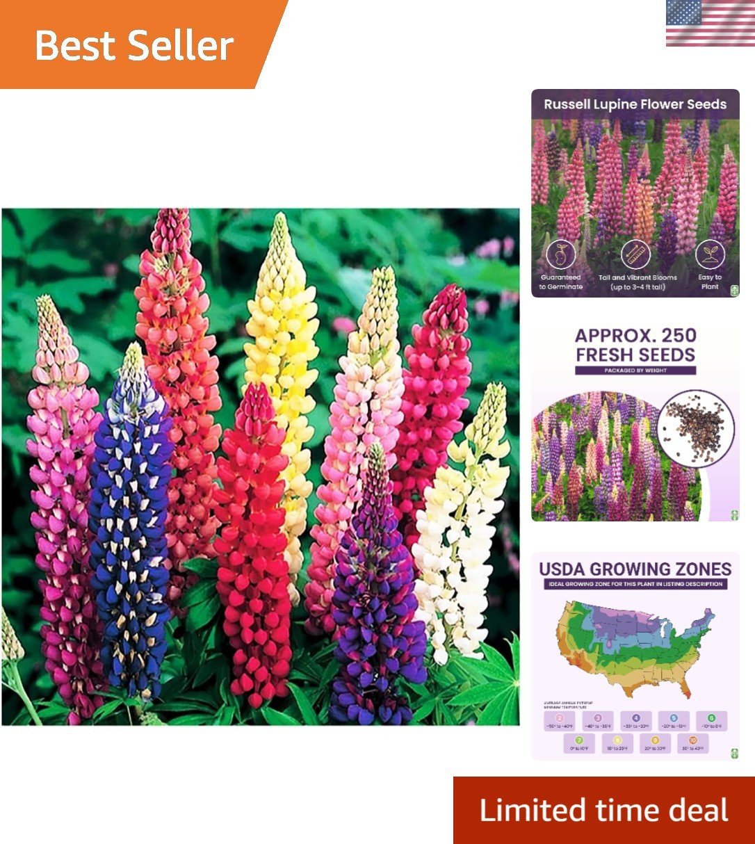Gorgeous Mixed Russell Lupine Seeds – Grows 36-48″ Tall, Attracts Pollinators
