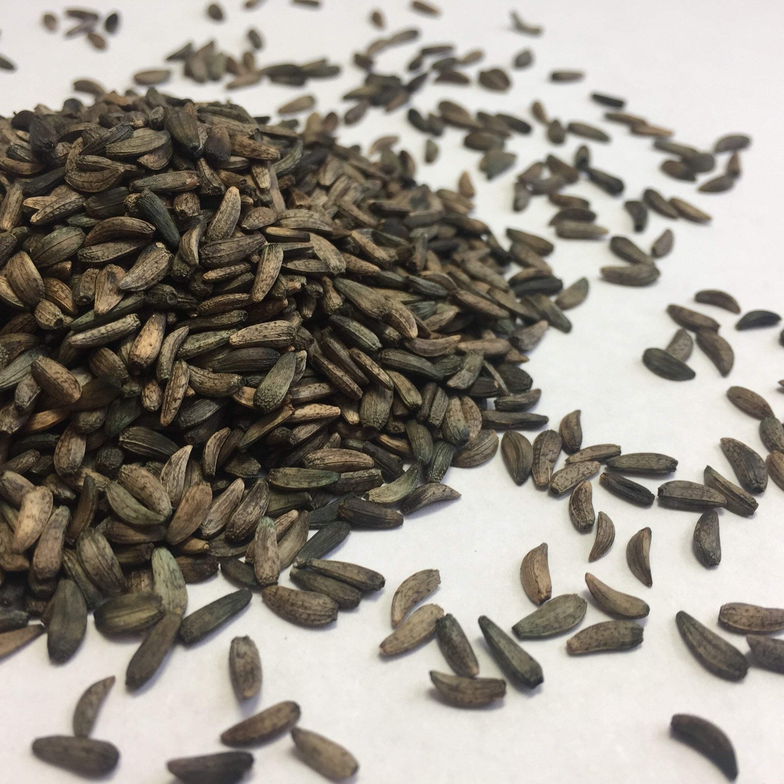 Gobo Burdock Seeds (Arctium lappa) ~Traditional Herb Perennial Pollinator Garden