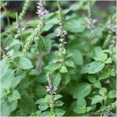 Holy Basil Herb Seeds For Planting (Ocimum sanctum)