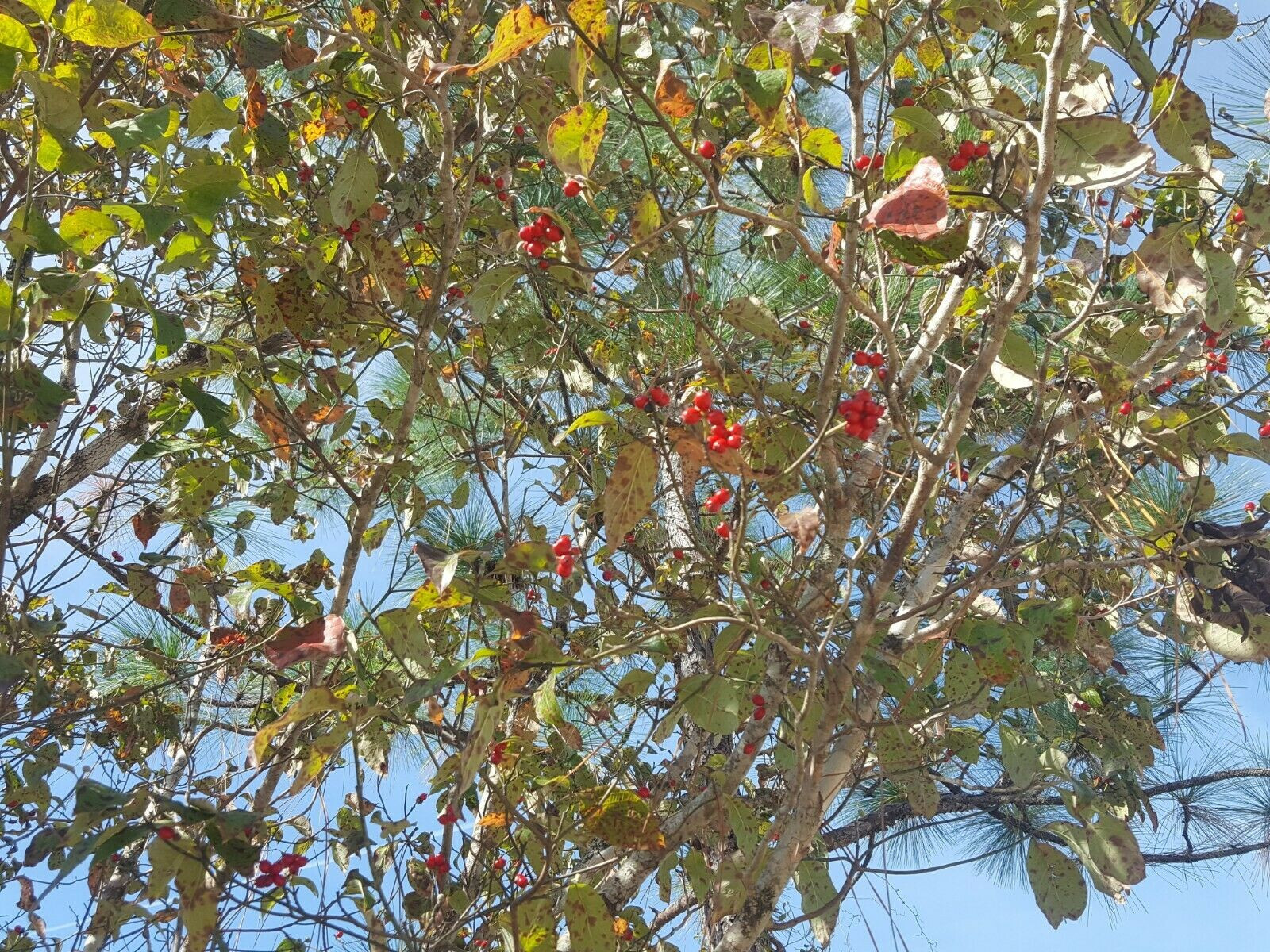Florida Dogwood | 5 Seeds | Cornus florida | Native Tree | Gulf Coast Eco-type