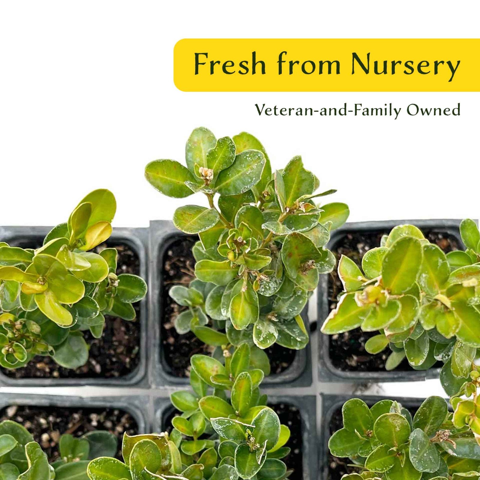 2 Highlander Boxwood Plants in 3.5″ Cube | Dense Evergreen Privacy Shrub (Buxus)