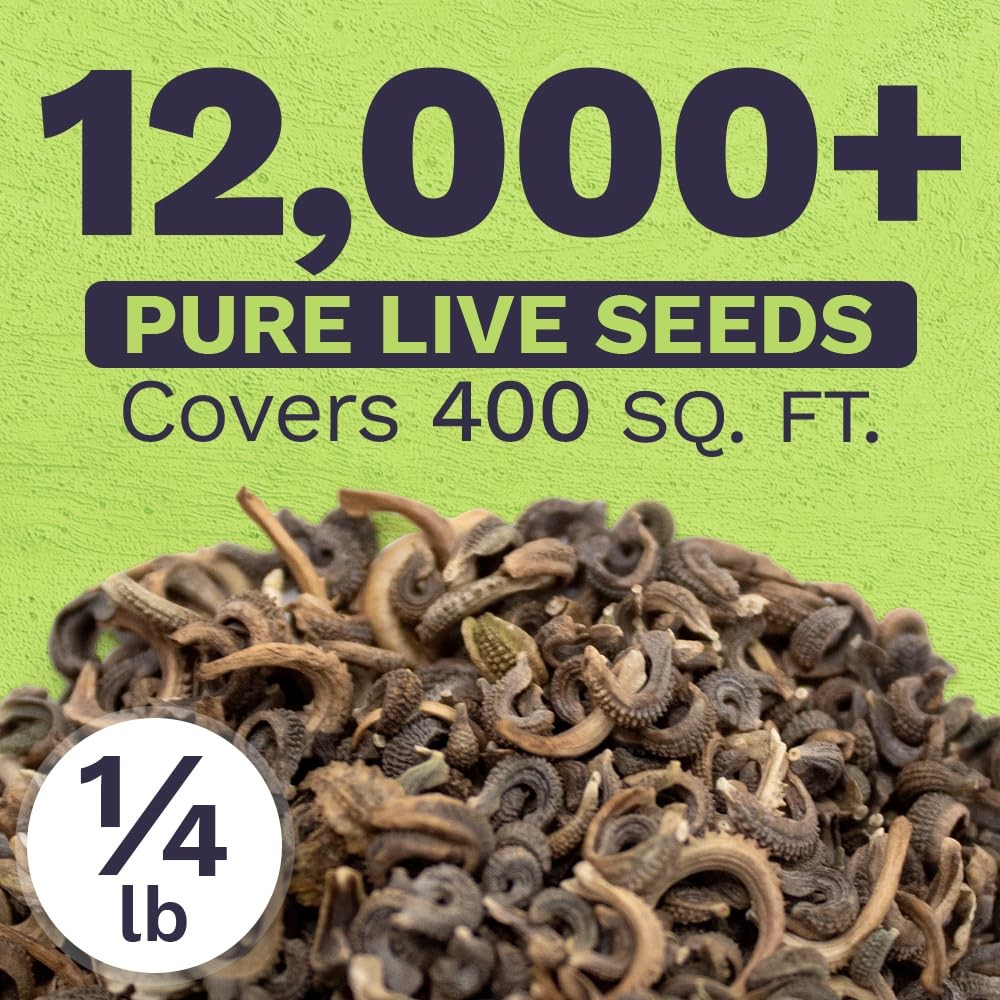 Calendula ‘Pacific Beauty Mix’ – Bulk Quarter Pound Bag – Over 12000 Open Pol…
