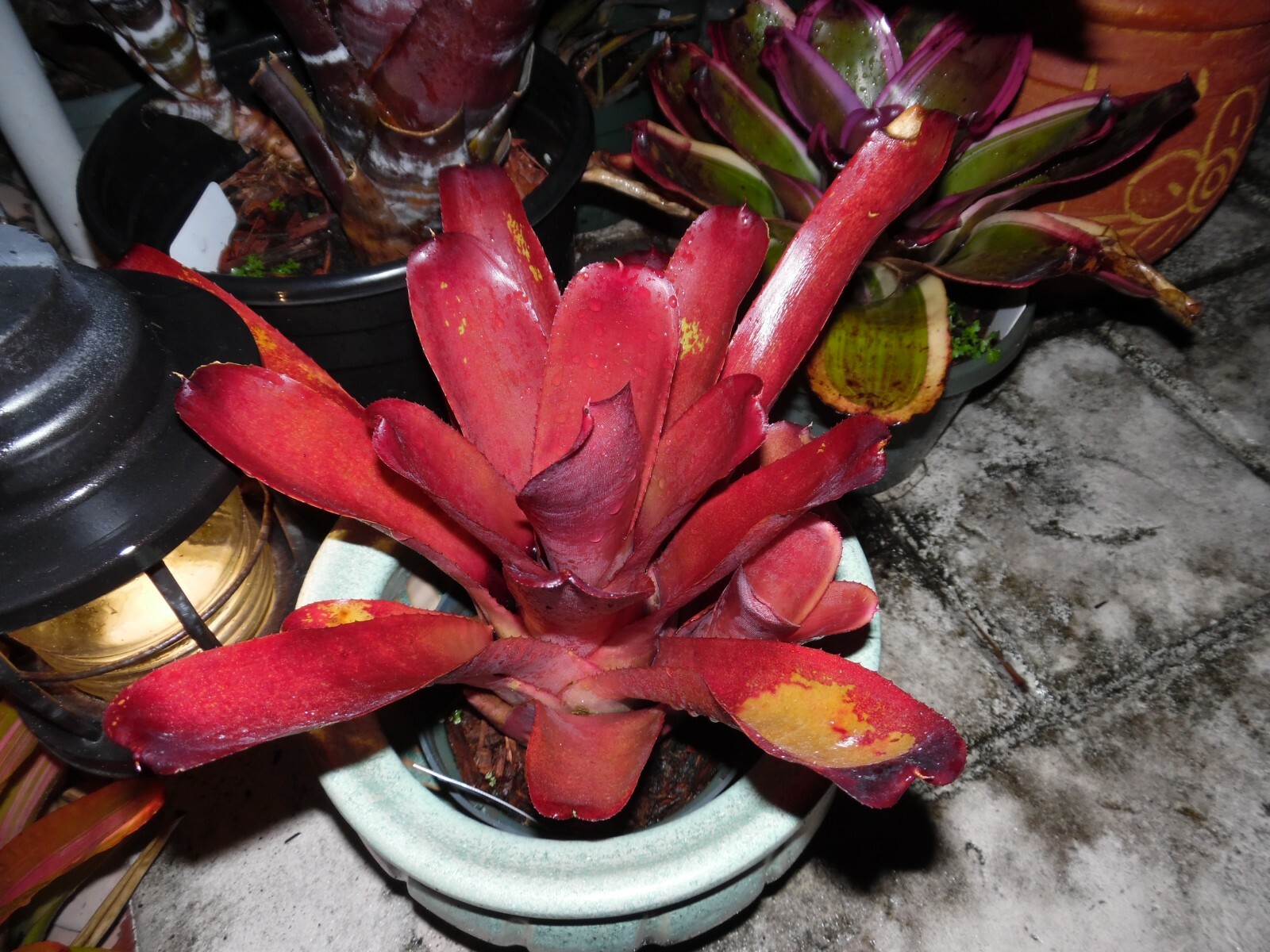 Neoregelia SUN DEVIL Bromeliad one tropical plant *MEDIUM*