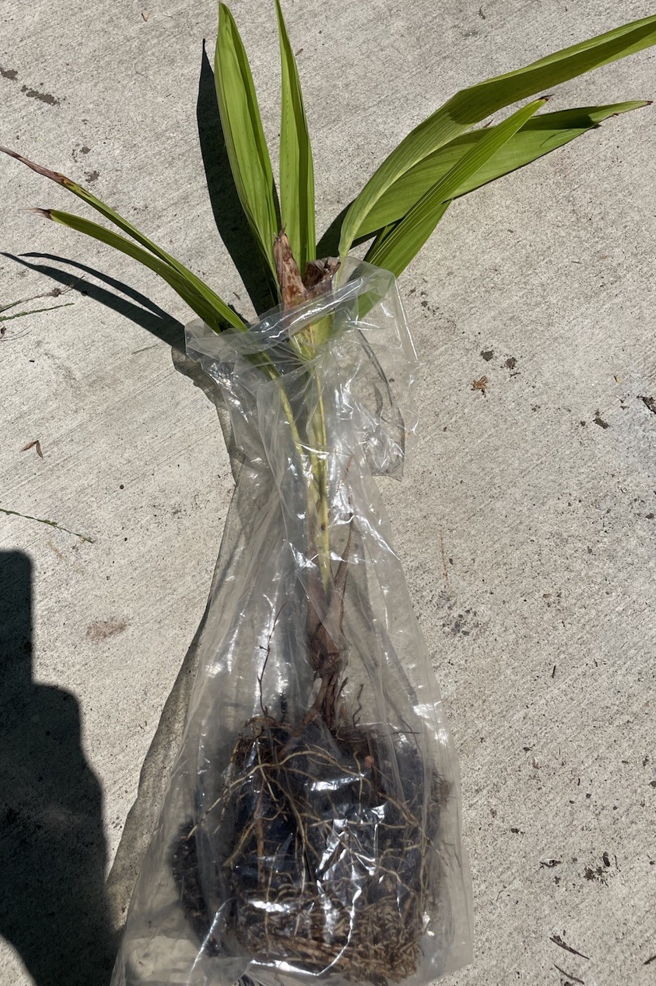King Palm Tree Archontophoenix alexandrae Juvenile 3.5years old Live Plant