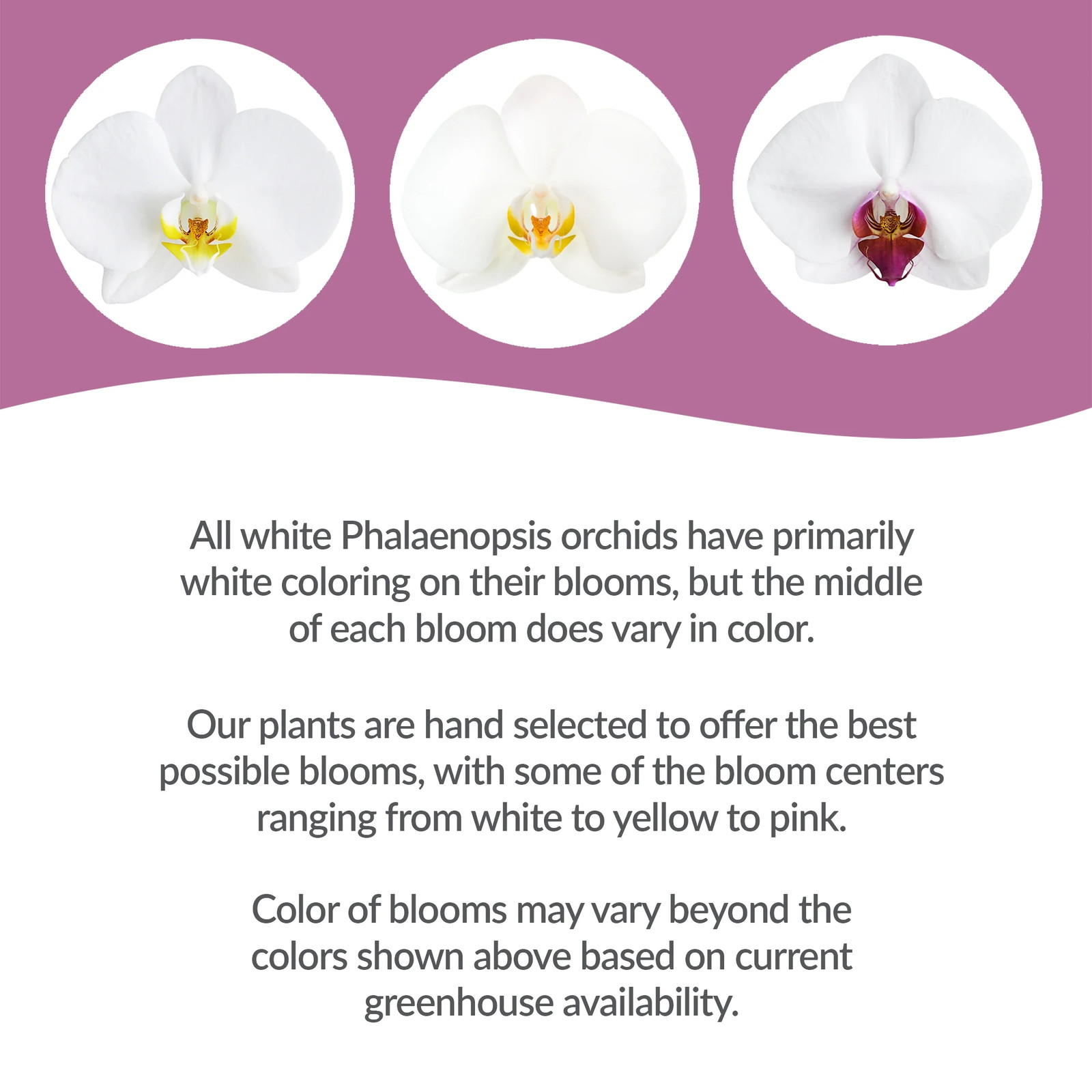 16-30″ Tall Premium White Orchid in 5″ Decorative Clay Pot