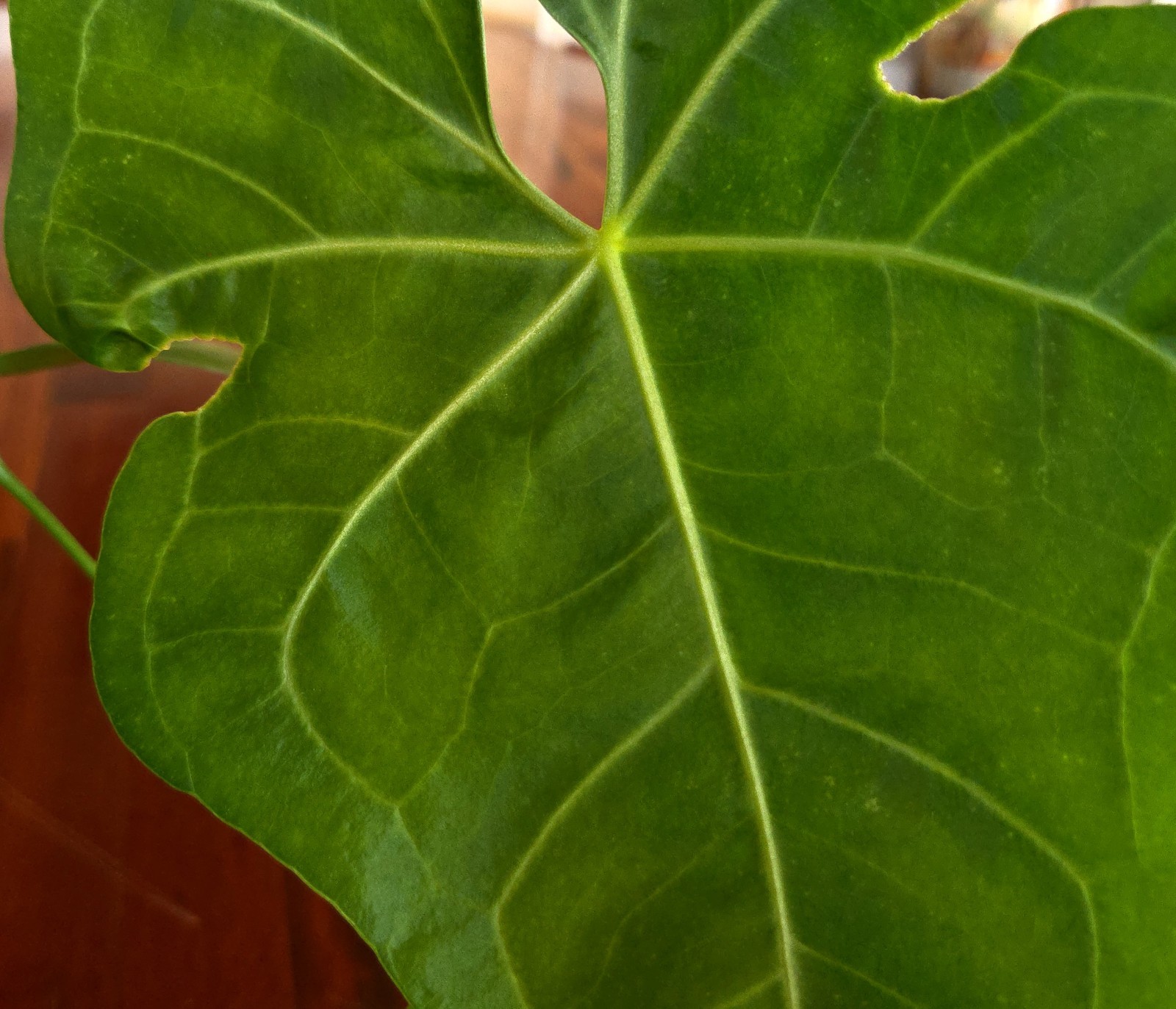Rare Anthurium Berriozabalense X Clarinervium 22″ Tall Aroid Not Philodendron