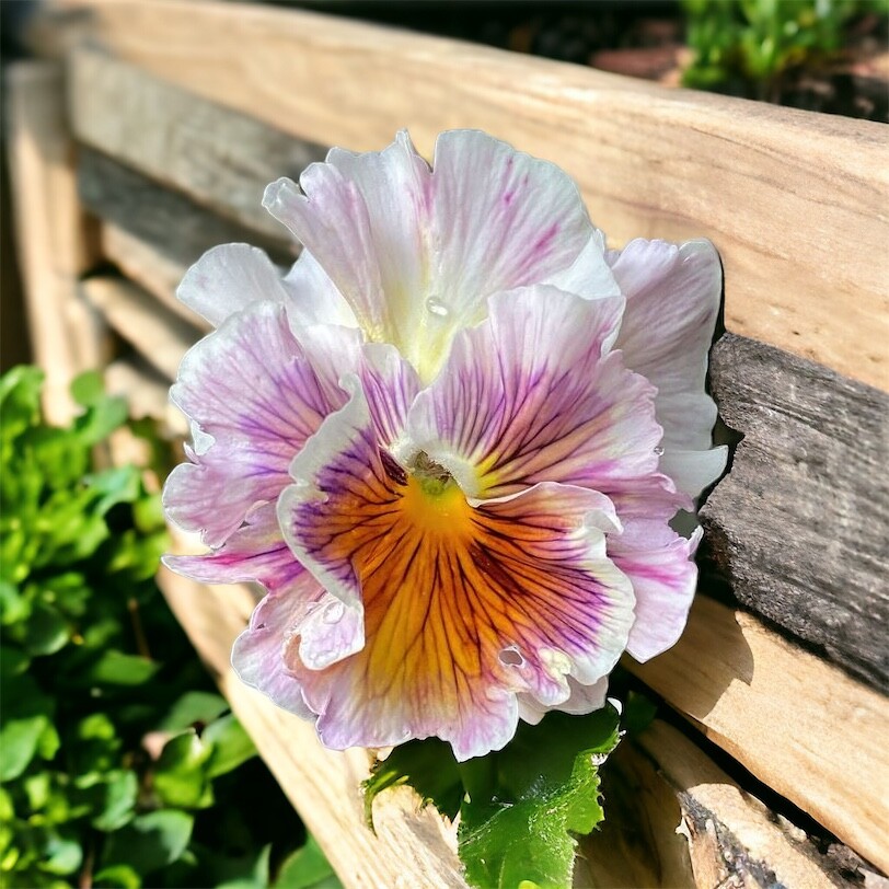 Packet Pansy Seeds – Fragrant – 150 Seeds