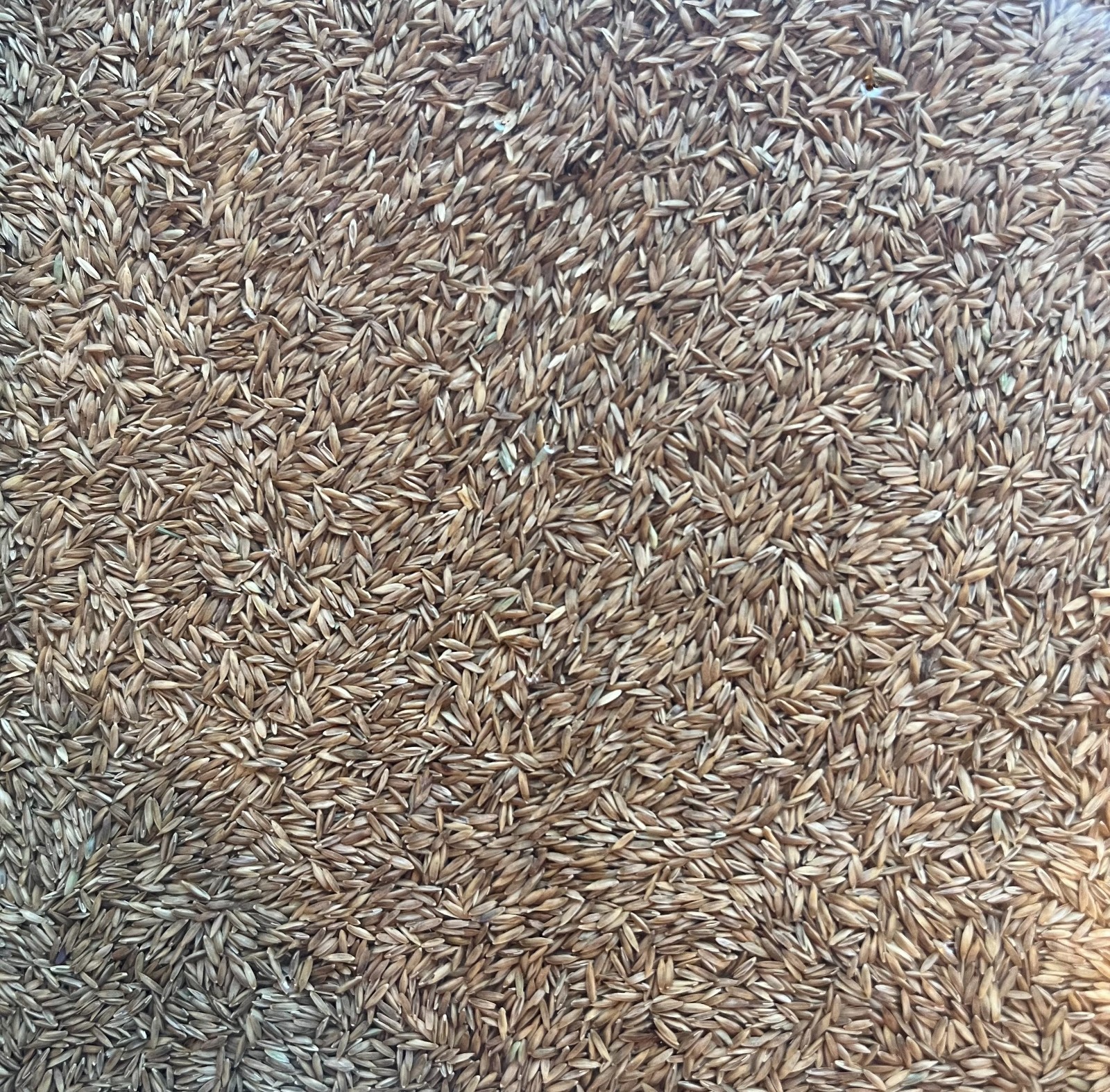 Kentucky Bluegrass Grass Seed – 24 lbs. (8) 3 lb bags Direct from Grower!