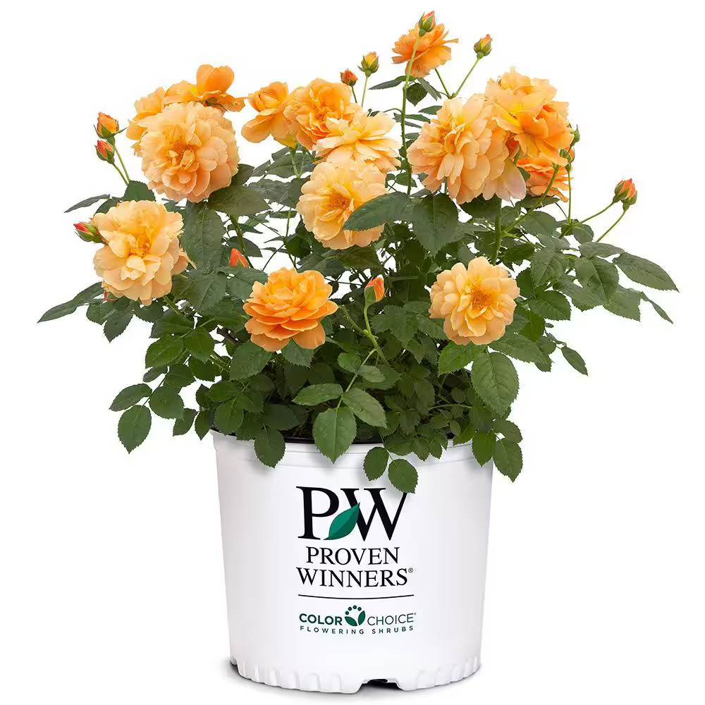 2 Gal. at Last Rose Plant with Sunset-Orange Flowers