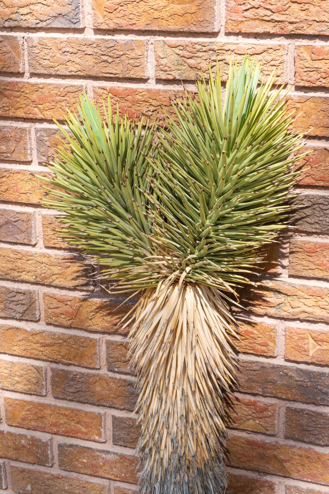 3FT DOUBLE, JOSHUA TREE,PLANT, LEGALLY HARVESTED & TAGGED, YUCCA BREVIFOLIA