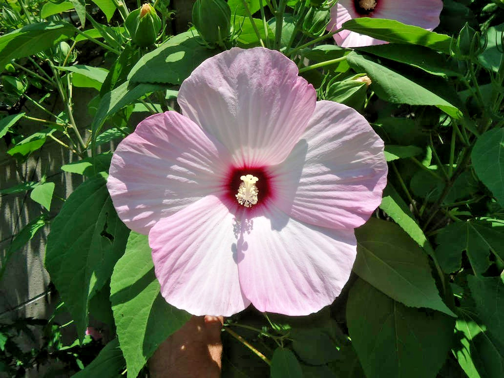 25 GREAT ROSE MALLOW SEEDS – hibiscus grandiflora