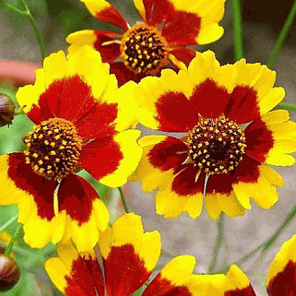 325 Seeds PLAINS COREOPSIS Tinctoria Calliopsis Native Heirloom Wildflower Plant