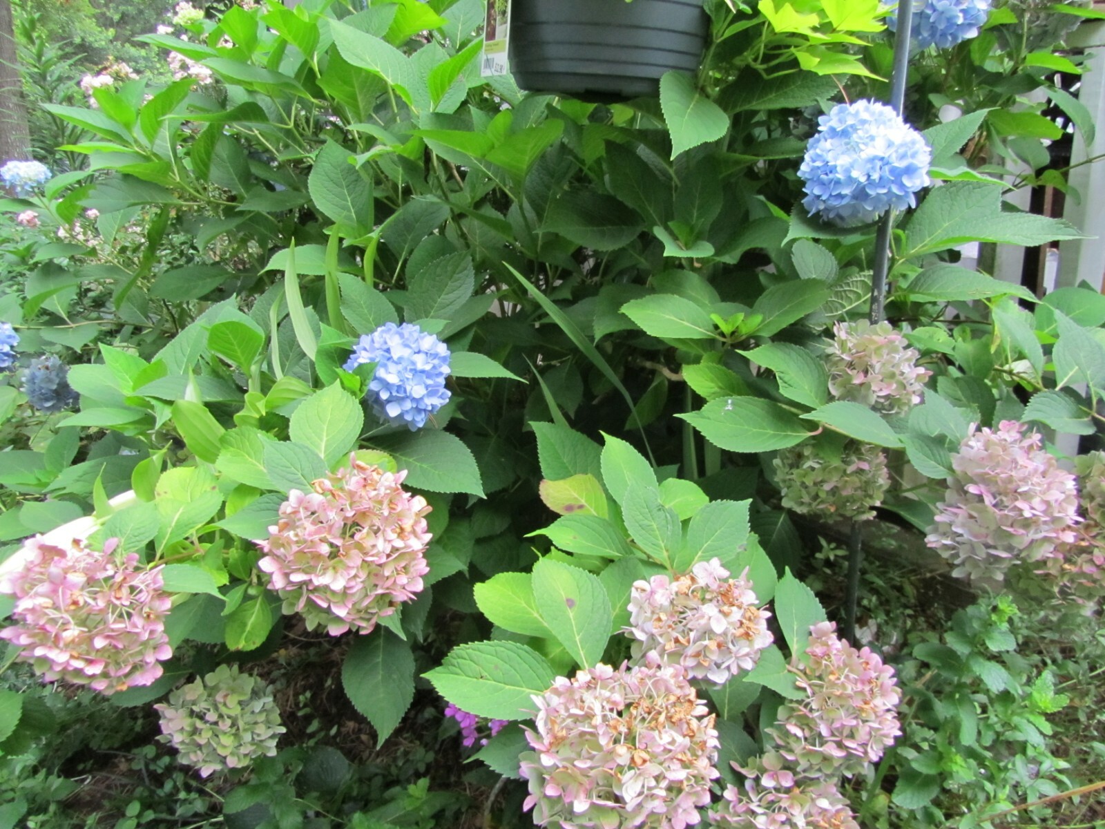 2 Fresh Cuttings Endless Summer – Hydrangea Reblooming Blue, Purple Pink Green