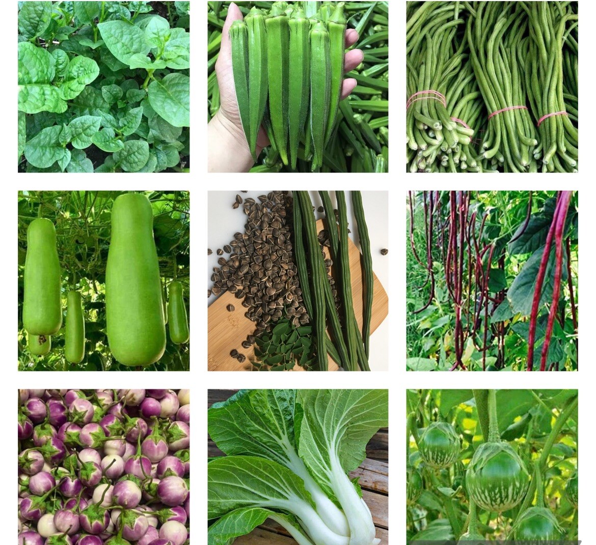 Vegetable SEEDS Bundle Non GMO Heirloom 10 Varieties US Seller.
