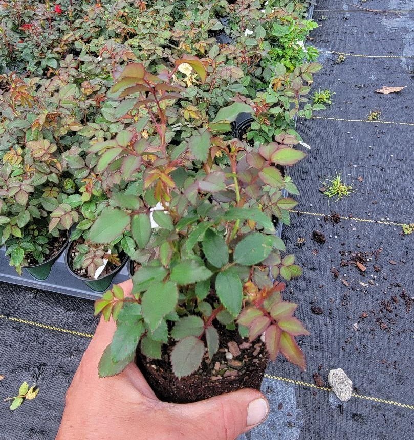 Veranda® White Shrub Rose – Live Plant ( 1 QT ) – Repeat Blooms