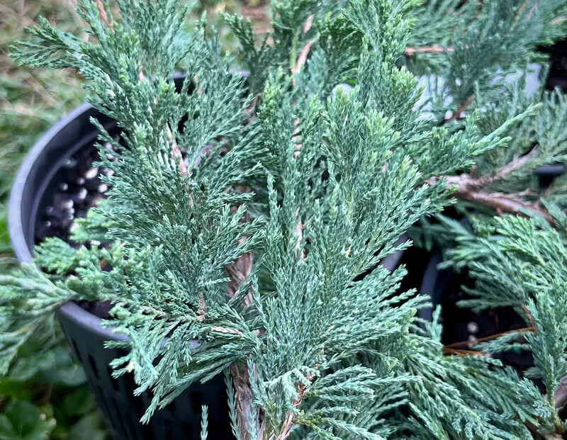 Running Cedar – Juniperus Horizontalis Perennial Bare Root Live Garden Plant