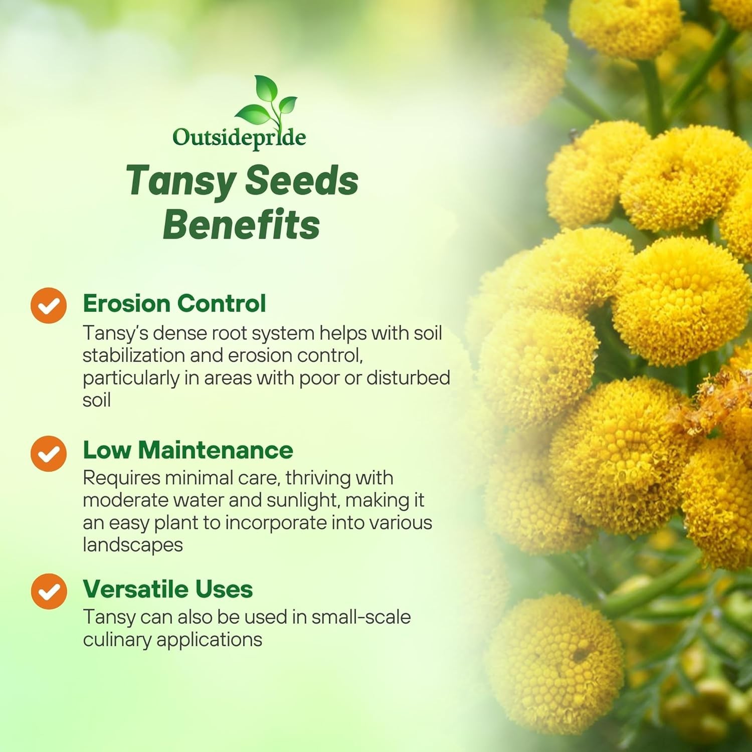 5000 Seeds Tansy Seeds – Golden Buttons Herb Seed
