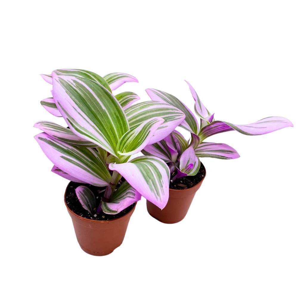 Tradescantia Nanouk 2 inch Set of 3 Fantasy Venice Wandering Dude Albiflora Spid