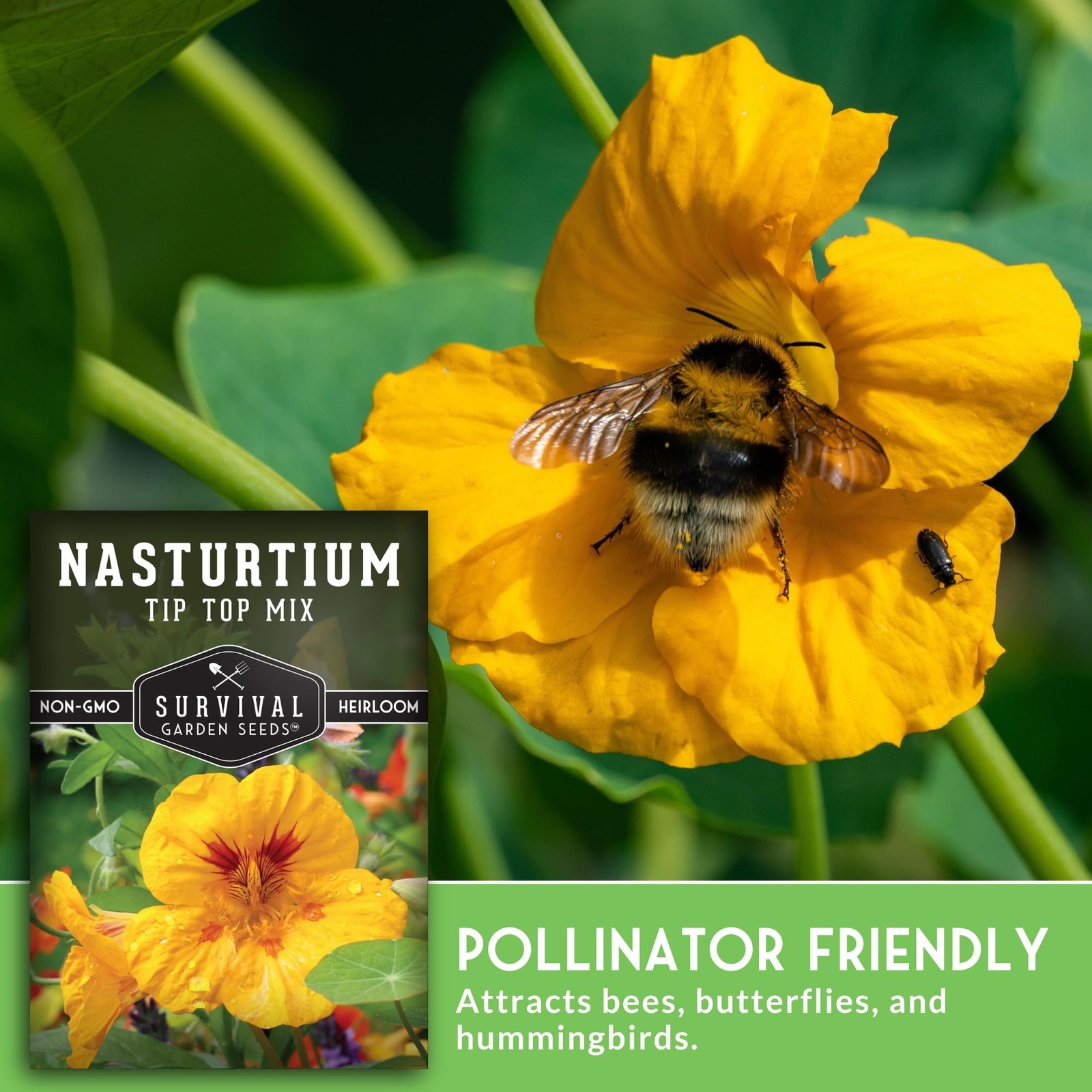 Nasturtium Seeds for Planting Outdoors – Tip Top Mix Heirloom Variety mixed