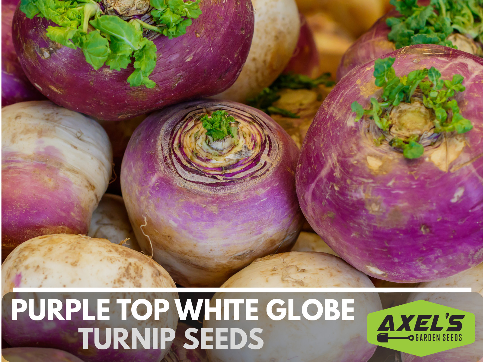 Purple Top Turnip Seeds | Non-GMO | Heirloom | Fresh Garden Seeds