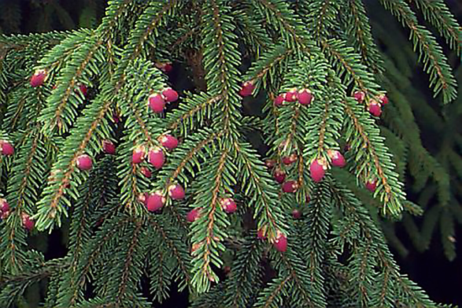 Norway Spruce, Picea abies, Tree Seeds (Evergreen, Fast)
