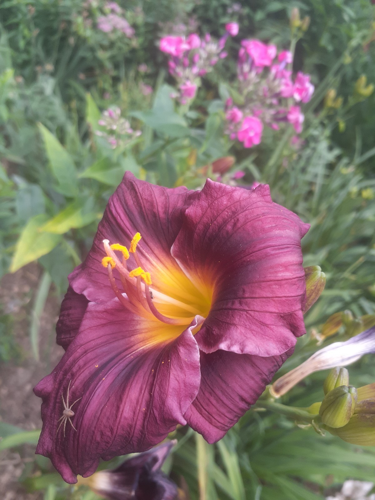 Hemerocallis ‘grape Magic ‘ Daylily one mature eyes, bareroot