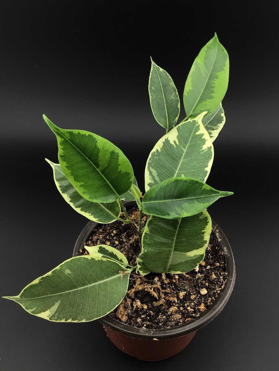 Ficus benjamina Variegated Weeping Fig Live Houseplant with Roots FREE SHIPPING