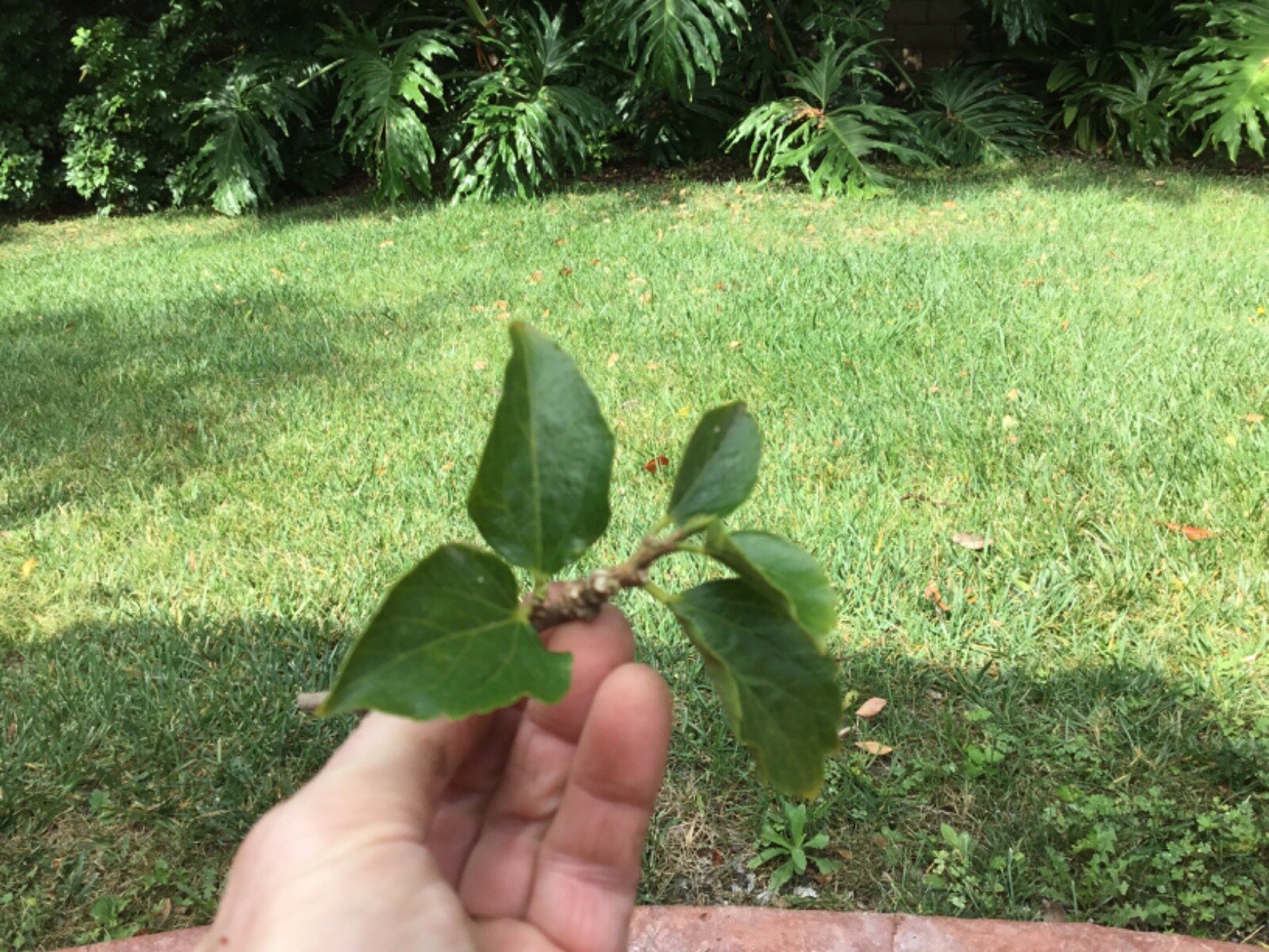 Hibiscus cuttings for rooting “Primrose Beauty” 10 cuts to grow outside/indoors