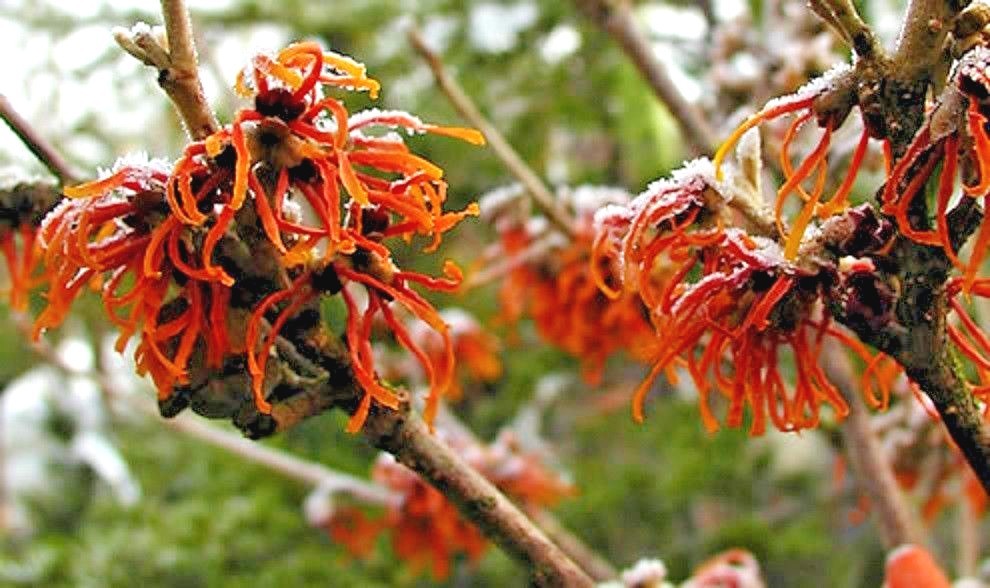 10 AUTUMN EMBERS WITCH HAZEL SEEDS – Hamamelis vernalis