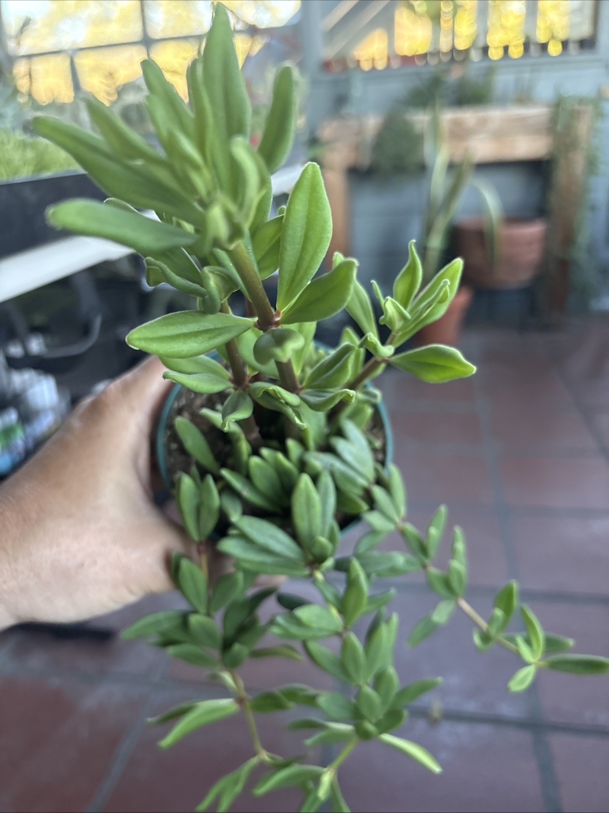 Peperomia () 3.5 In Pot Rare Succulent Live Plant