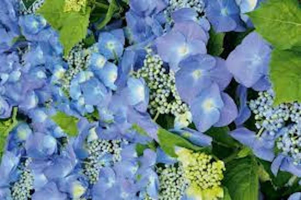 1 Nikko Blue Hydrangea Bush 1 yr old Tall Bare Root Hydrangea macrophylla