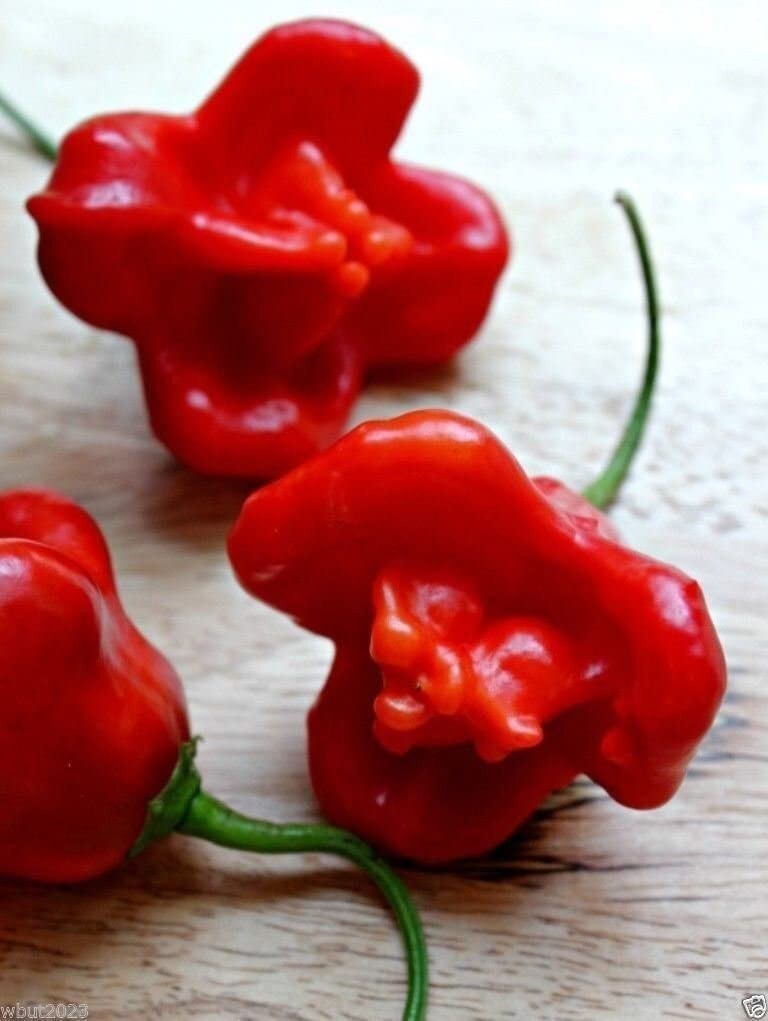 RARE✿ Heirloom Bishop’s Crown Pepper 15 Seeds ●Mild