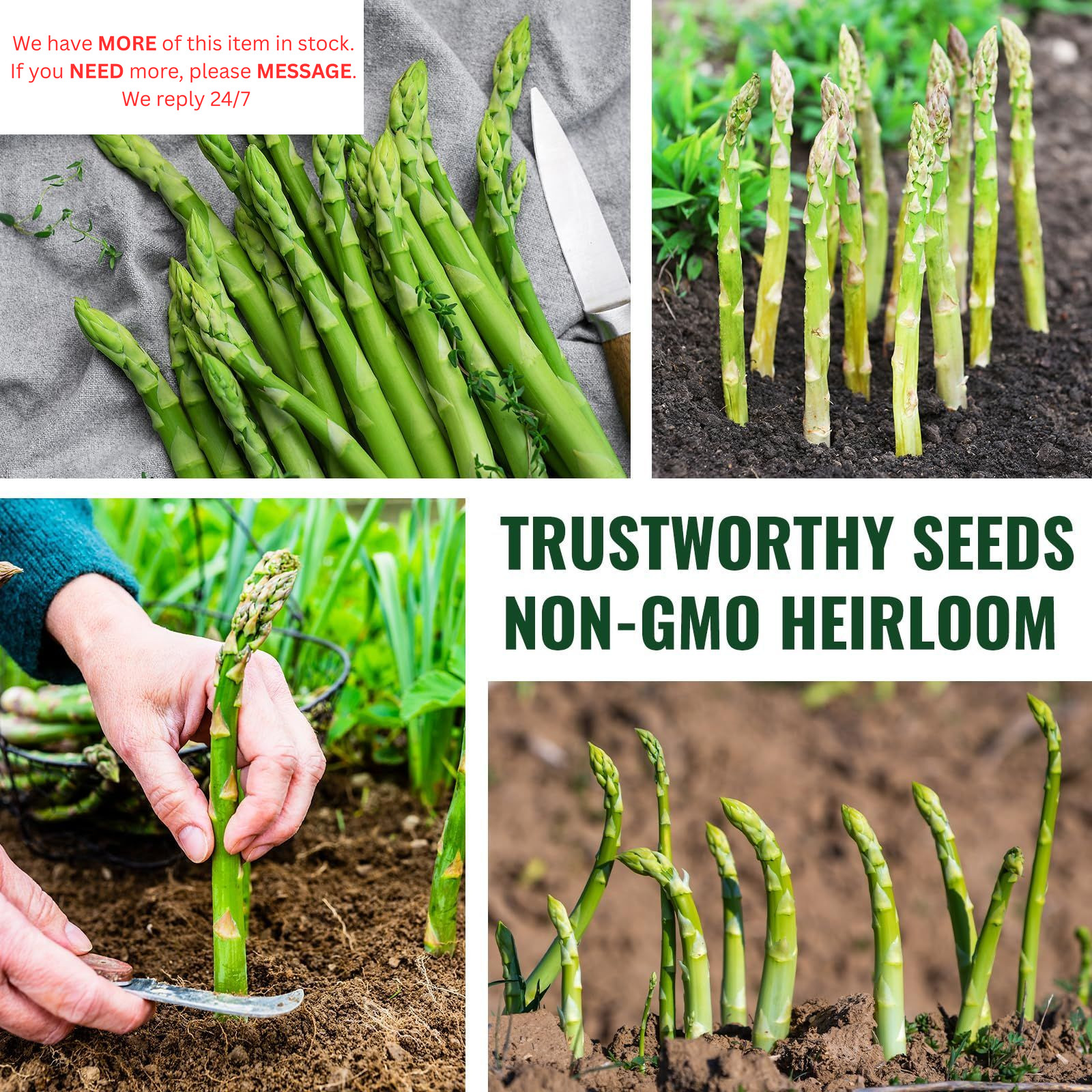 Mary Washington Asparagus Seeds – 900 Seeds, Non-GMO Heirloom green
