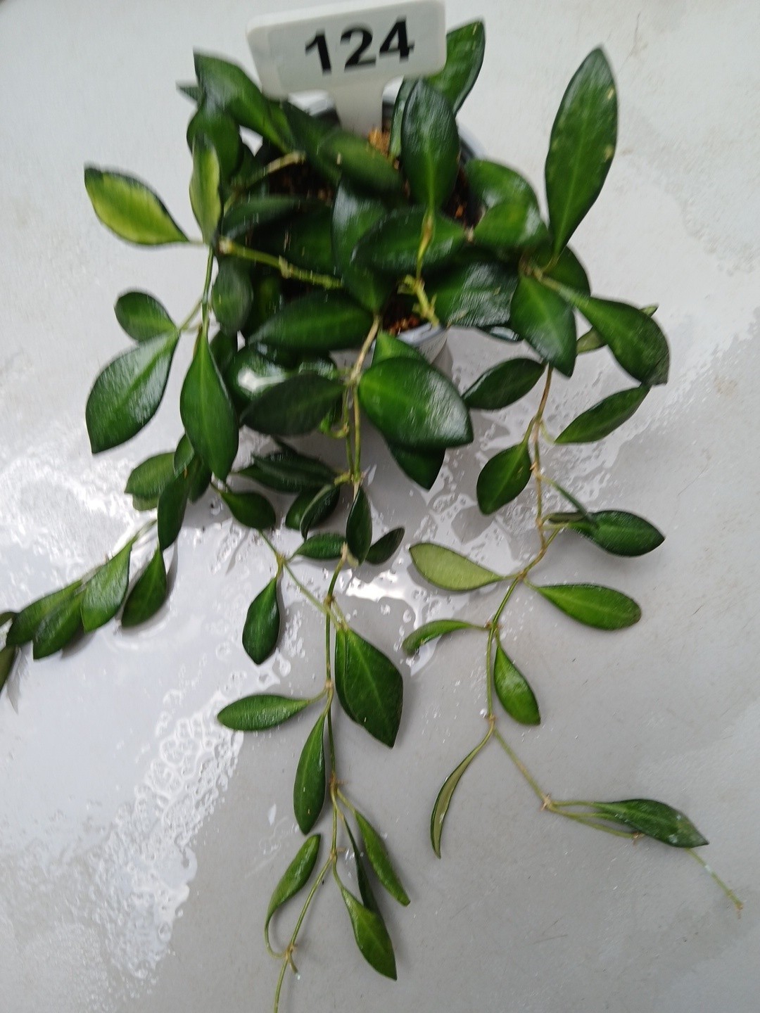 #124- HOYA BURTONIAE VARIEGATED LIVE PLANTS, FULL POT PLANTS,