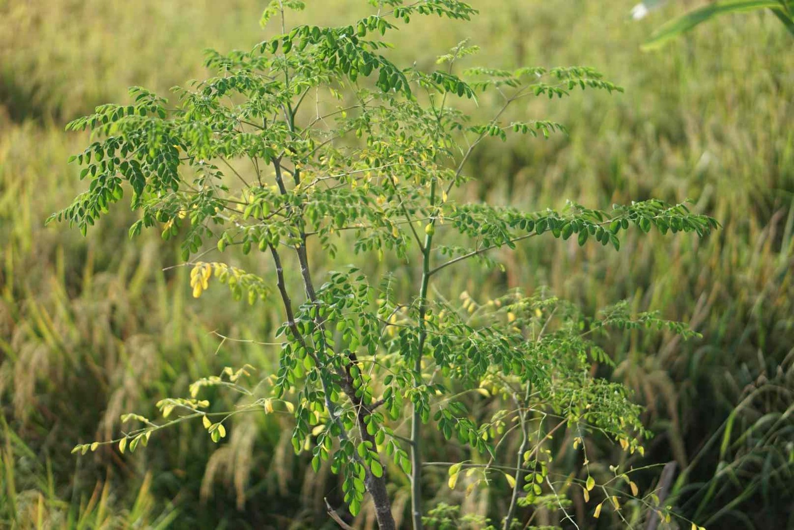 Indian Moringa Seeds High-Yield Drumstick for Home Garden, Green
