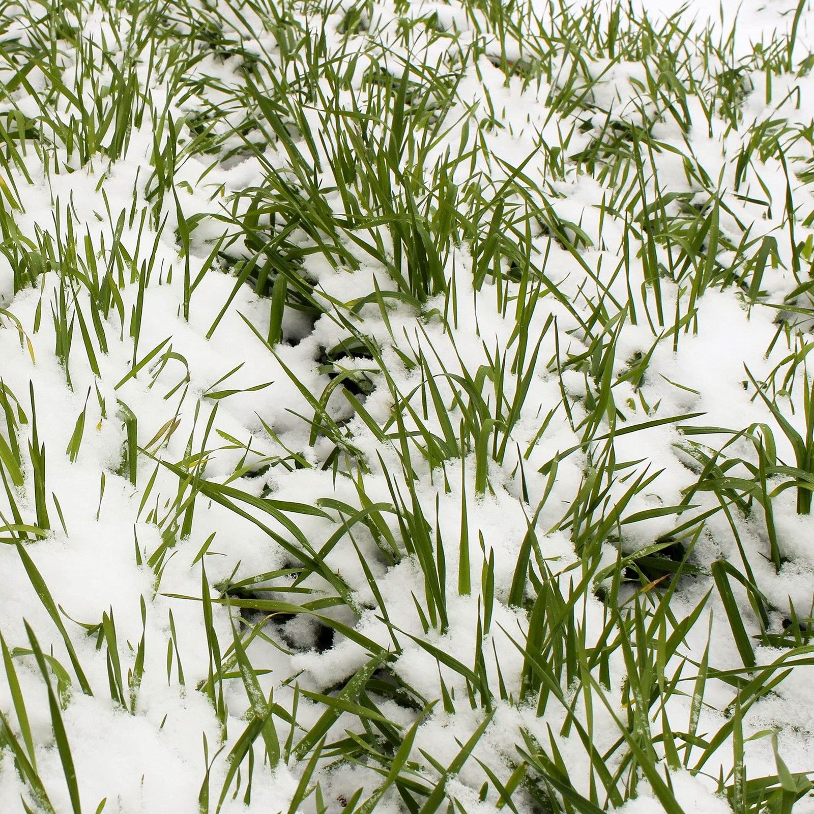 No-Till Winter Rye Seeds – 5 Lbs – Non-Gmo Rye Grain Cover Crop Seeds By