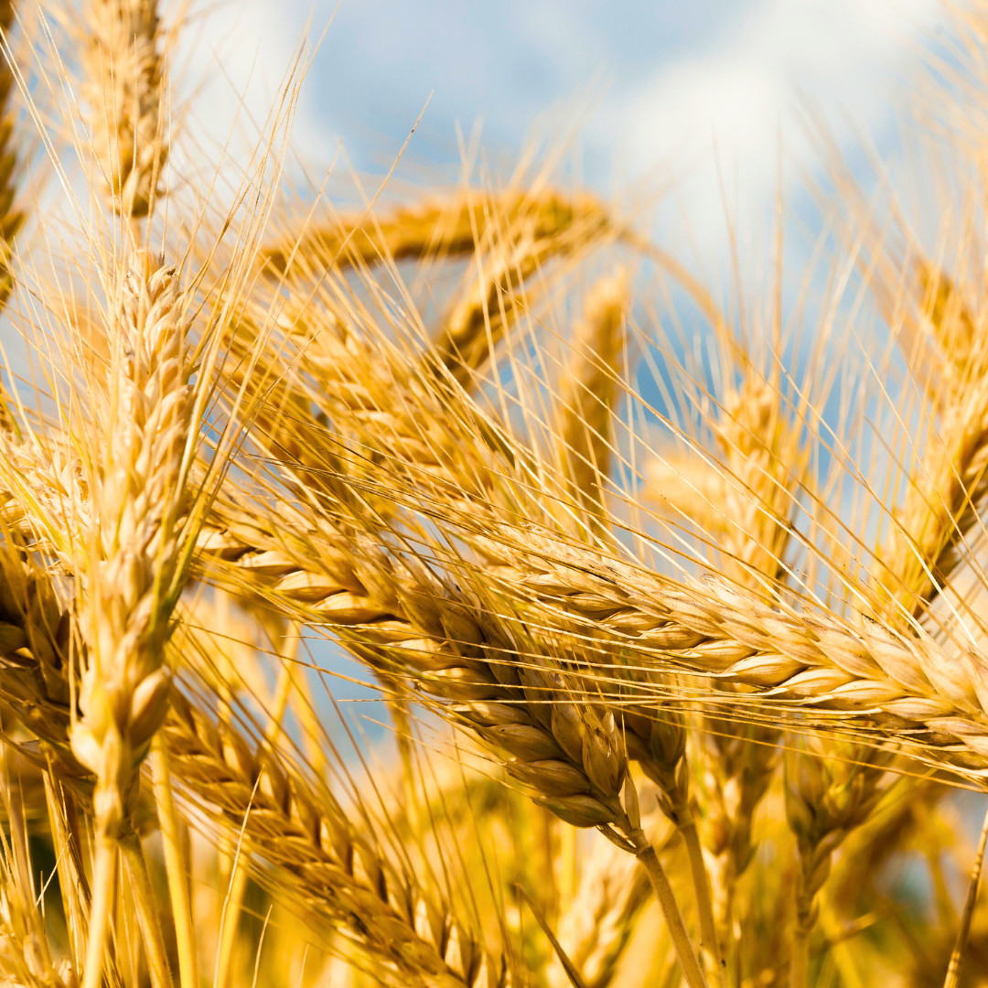 Fresh Wheat Seeds | Hard Red Winter | Organic | Heirloom Non-GMO | Grain Seeds