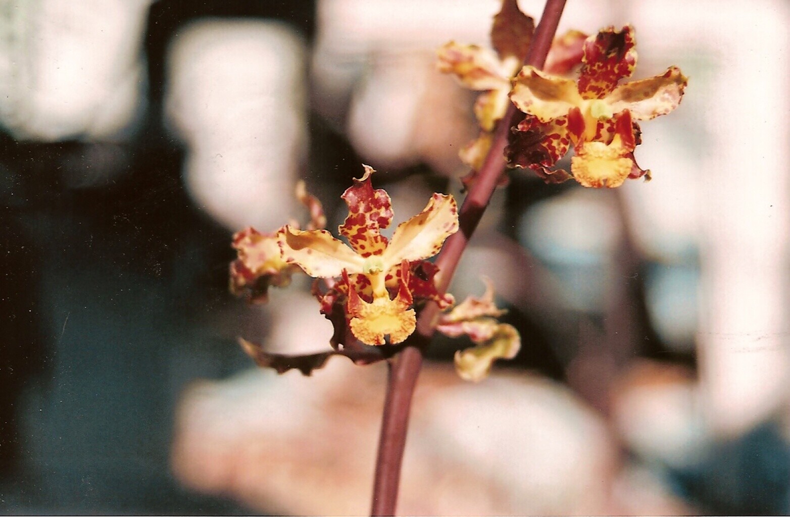 Cyrtopodium punctatum Bloom size 6″ pot RARE IMPORTED SPECIES LARGE PLANT A