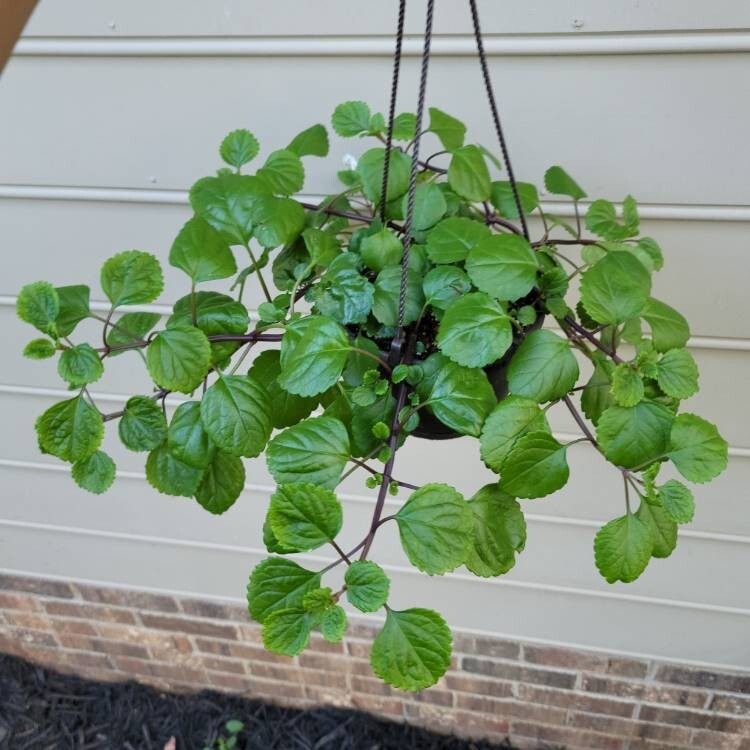 Green Swedish Ivy Live Plants -Size 3-8 Inches – Green Swedish Ivy Houseplant