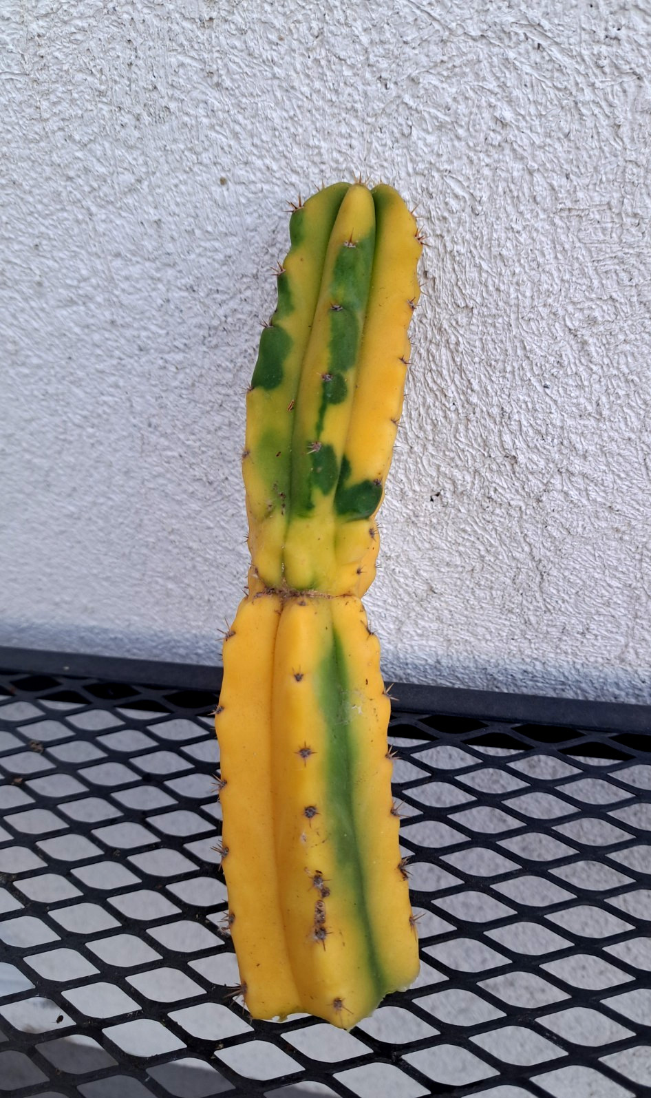Cereus sp Variegated Cactus Cutting H7.5 ^726