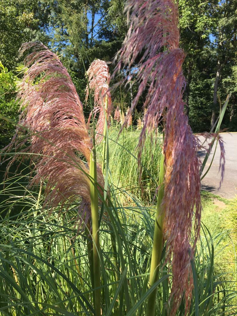 1,000 Seeds PINK PAMPAS GRASS AND 1,000 Seeds White Pampas Grass USA HomeGrown