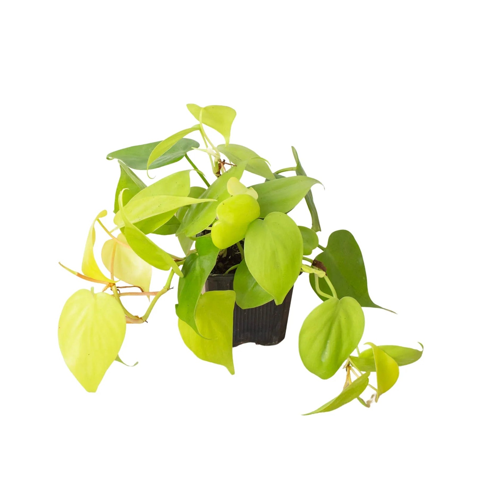 Philodendron ‘Neon’