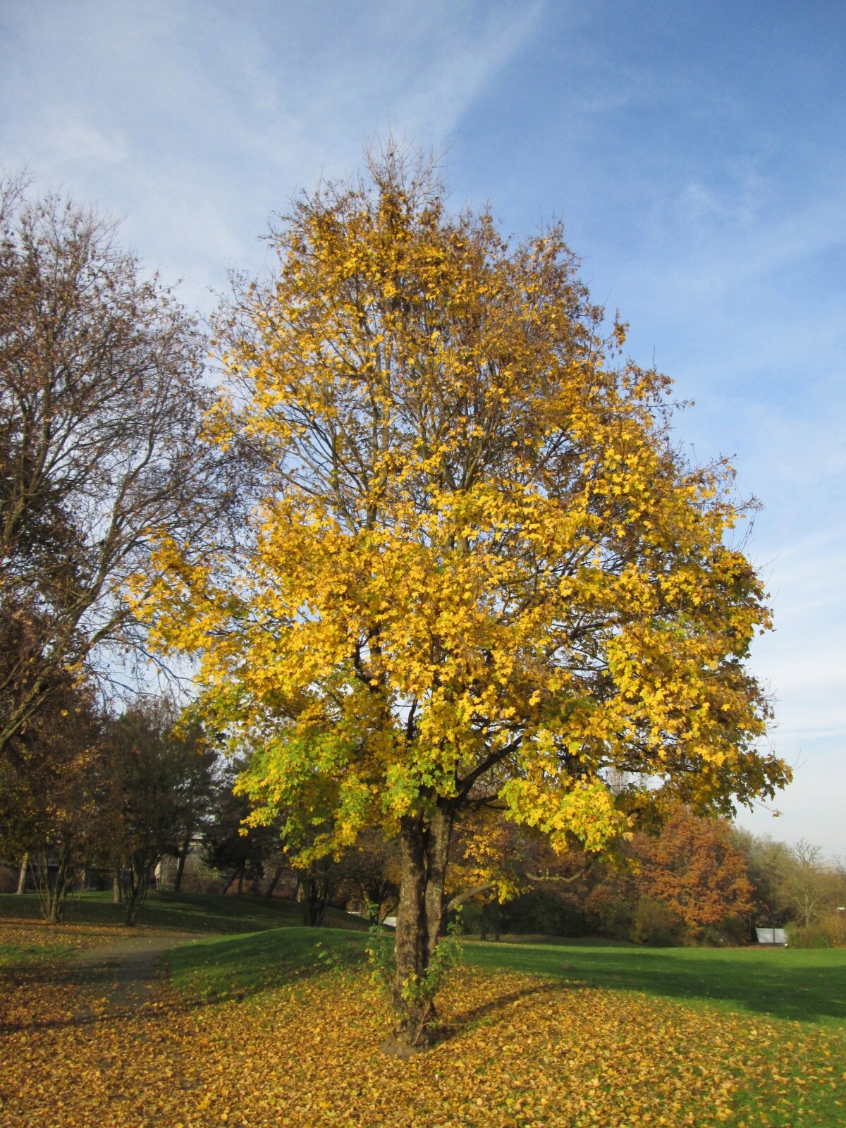Field Maple Tree | Premium Seeds | Acer campestre ‘Summer’ | Plants’®