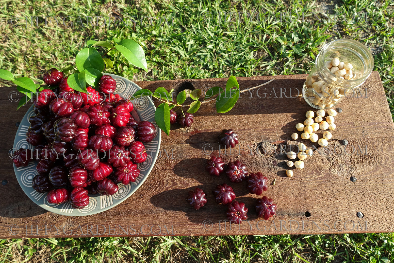 Pitanga Surinam Cherry Tree Live-ONE! DARK Crimson 8″-12″ Eugenia e uniflora USA