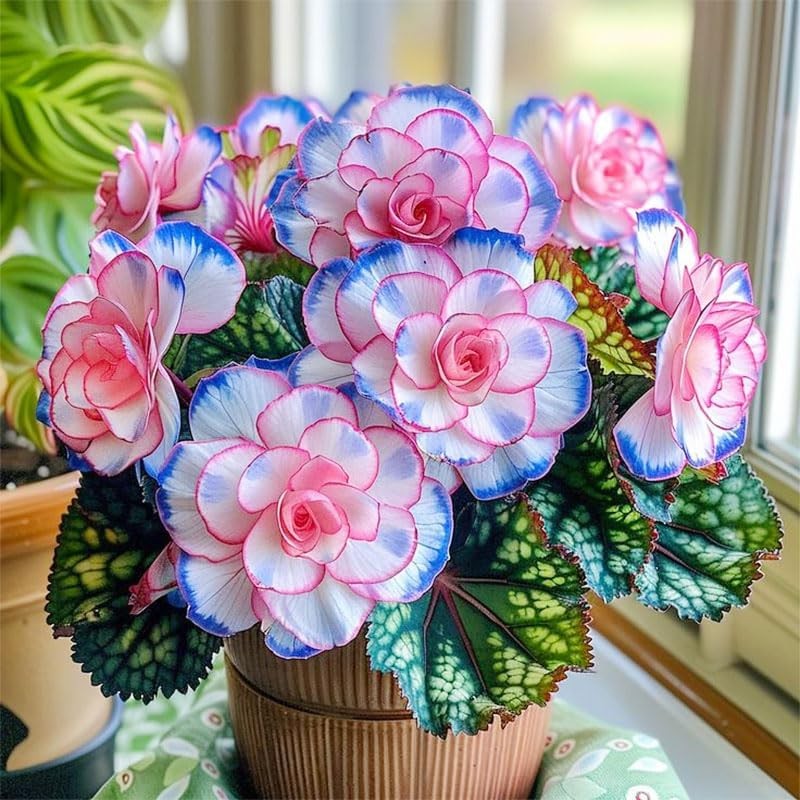 120+ Mix Begonia Seeds for Planting-Non-GMO Heirloom Plant Seeds Garden Outdoor