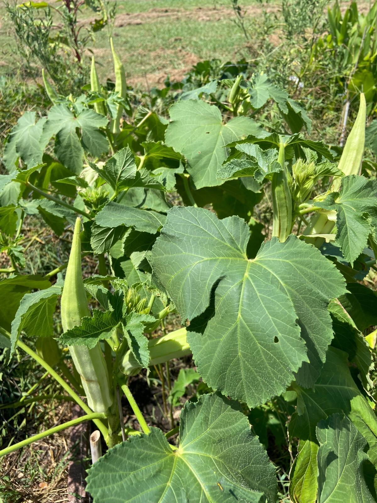 TEXAS LONGHORN OKRA – COW HORN – 25 Fresh Seeds – FREE Shipping